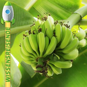 Mehr über den Artikel erfahren WR045 – Alles Banane?